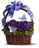 African Violet Planter