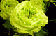 Green Garden Rose