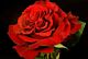 Red Garden Rose