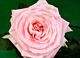 Pink Garden Rose