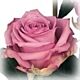 Lavender Rose Cool Water