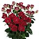 Fire and Ice Spray Rose