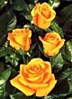 Rose Conga
