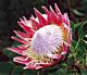 Protea King Minimum 1 stems 