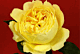 Gardenrose Yellow minimum 5 stems