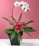 Pinky Bromeliad and Orchid planter