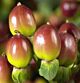 Hypericum berries blush