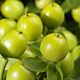 Hypericum Green