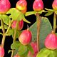 Hypericum Pink