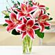 Fragrant Stargazer