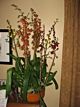 Orchid Fall Planter