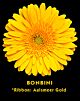 Denver Gerbera Yellow
