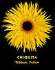 Denver Yellow Spider Gerbera