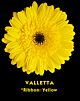Denver Yellow Gerbera Black Eye