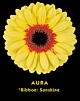Gerbera Yellow Novelty (20) 