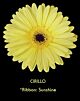 Denver Gerbera Light Yellow