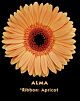 Gerbera Apricot Black Eye (20) 