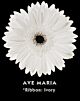 Gerbera white Black Eye (20) 
