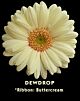 Gerbera white Creme (20) 