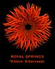 Gerbera Orange Spider