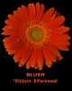Gerbera Orange