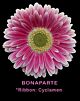 Gerbera pink Novelty