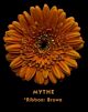 Gerbera Brown Myth