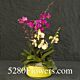 Denver Orchid Planter