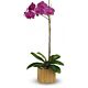 Phalaenopsis Orchid , assorted colors