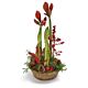 Christmas Amaryllis Basket