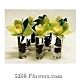 Orchid shots