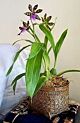 Zygopetalum in pot