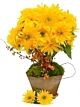 Sunflower topiary