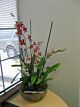 Intergeneric Orchid planter