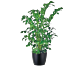 Denver Fishtail Palm