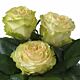 Garden rose Dynamic minimum 12 stems