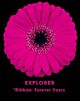 Gerbera Dark Pink Black Center