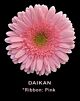 Gerbera Dark Daikning