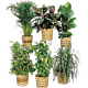 Local Grown Green Plants