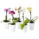 Mini Orchid plant