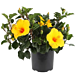 Hibiscus Plant