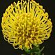 Pincushion yellow