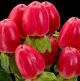 Hypericum berries Red
