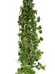 Ivy Variegated