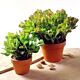 Denver Jade Plant