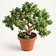 Large mature jade plant available by special order from 5280Flowers