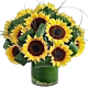Classy local Sunflower with aspidistra foliage