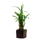 Lucky Bamboo