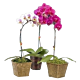 Mini Orchid Plant Same Day Delivery