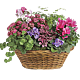 Mixed Pinky Planter local plants